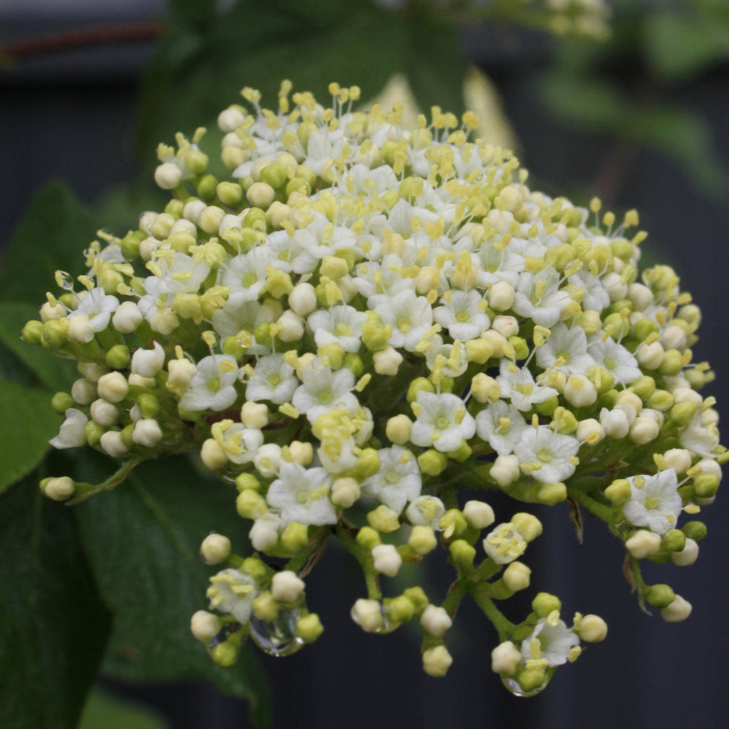 Red Balloon® Viburnum