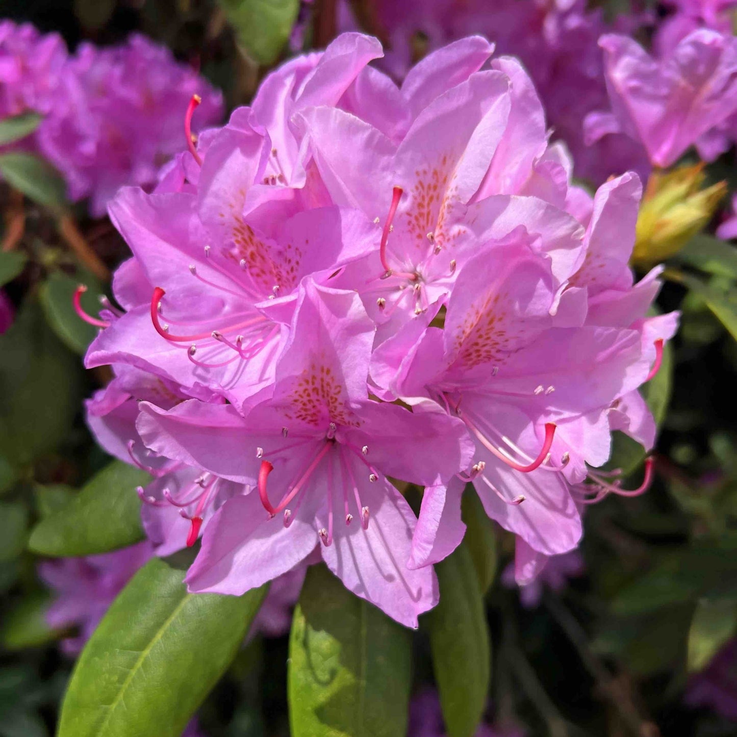 Roseum Elegans Rhododendron