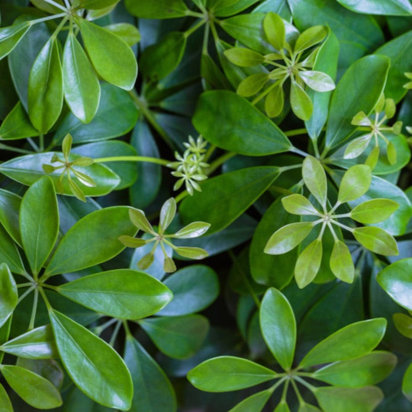 Schefflera