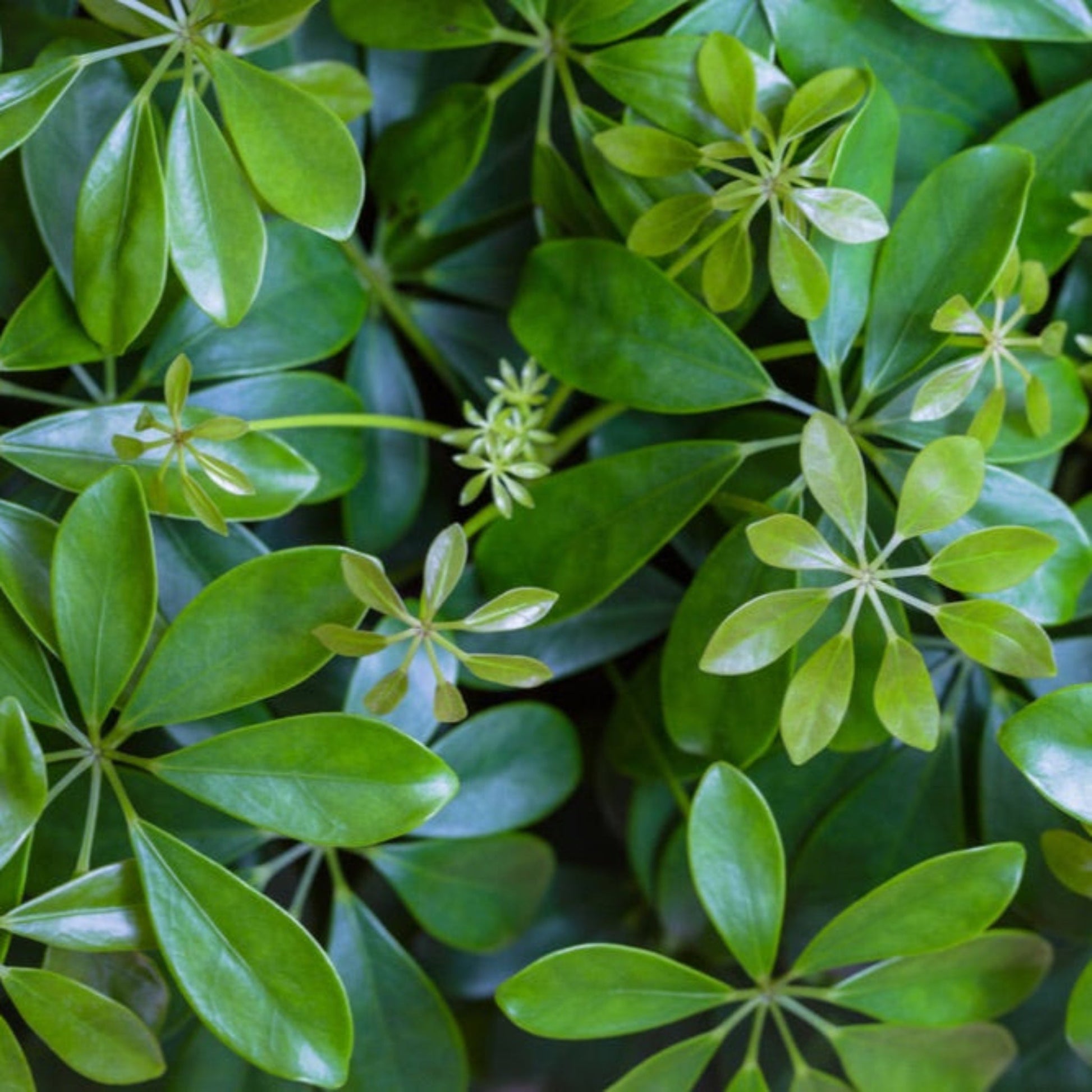 Schefflera