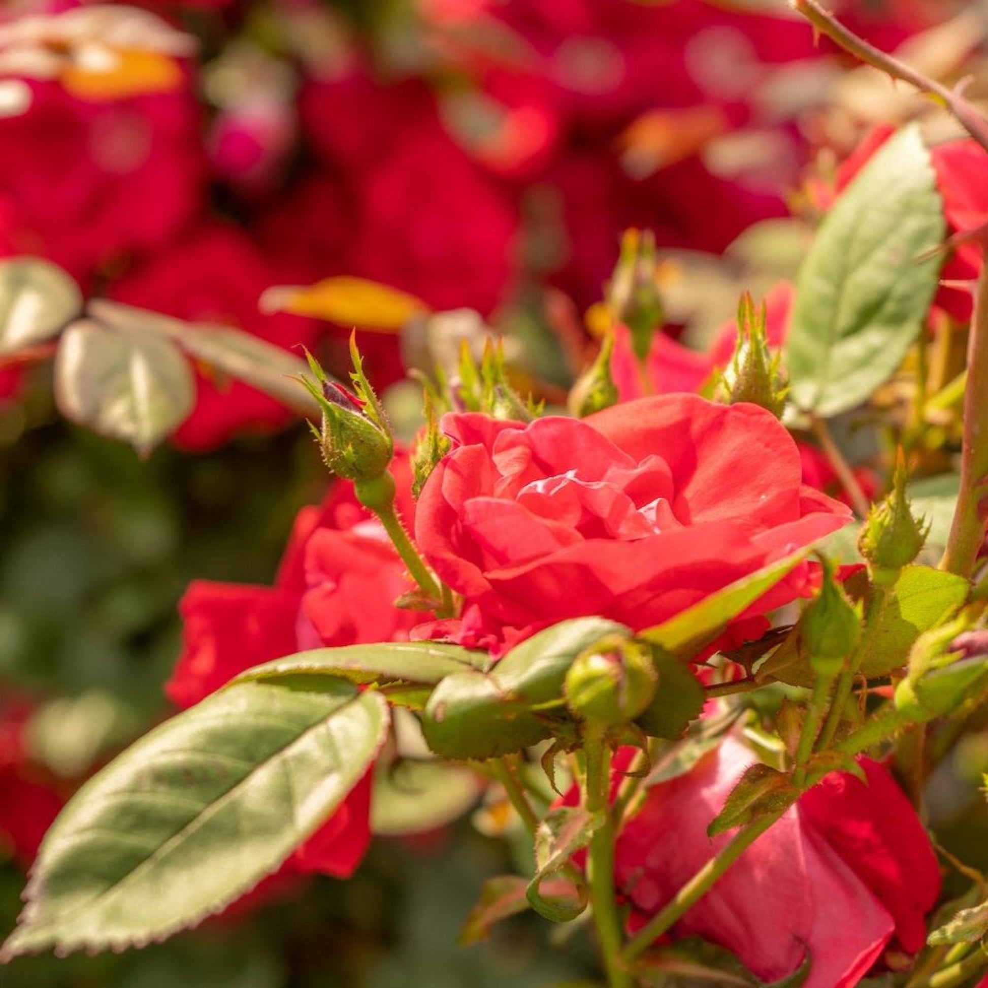 Winner's Circle Climbing Rose