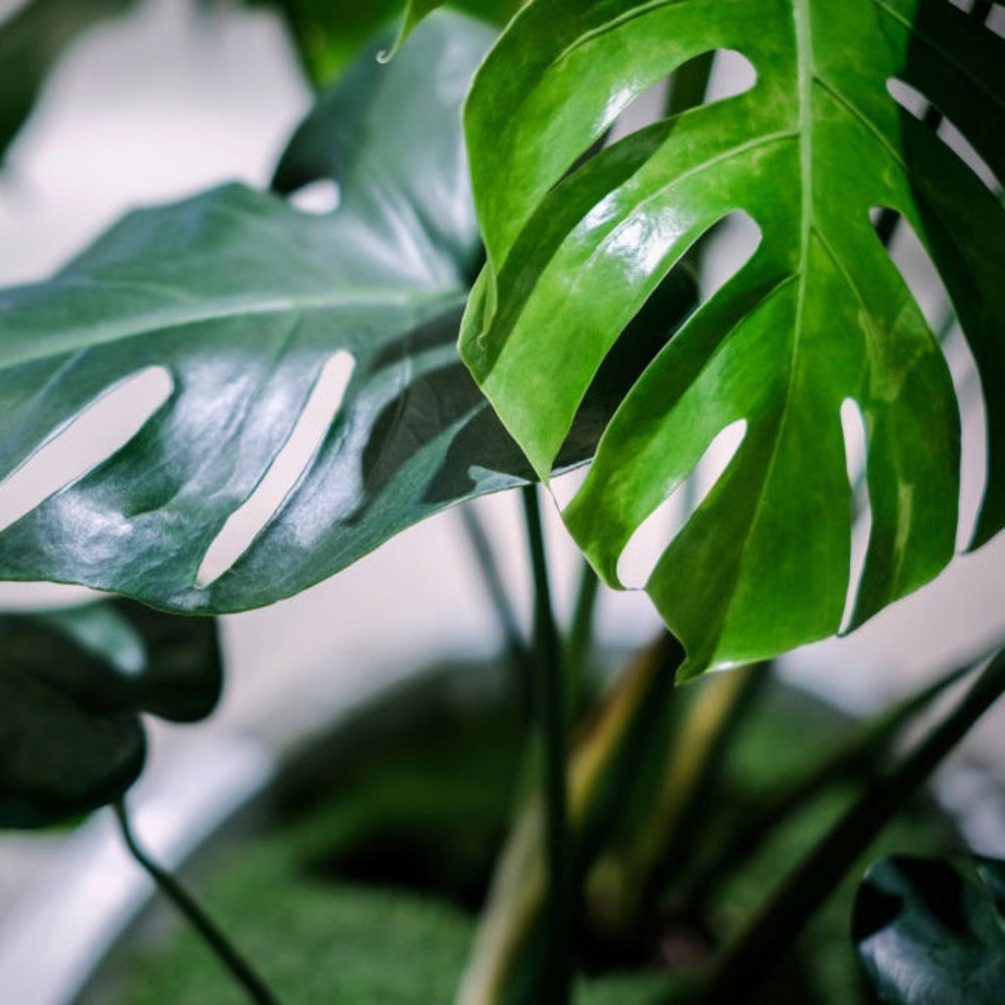 Monstera Deliciosa