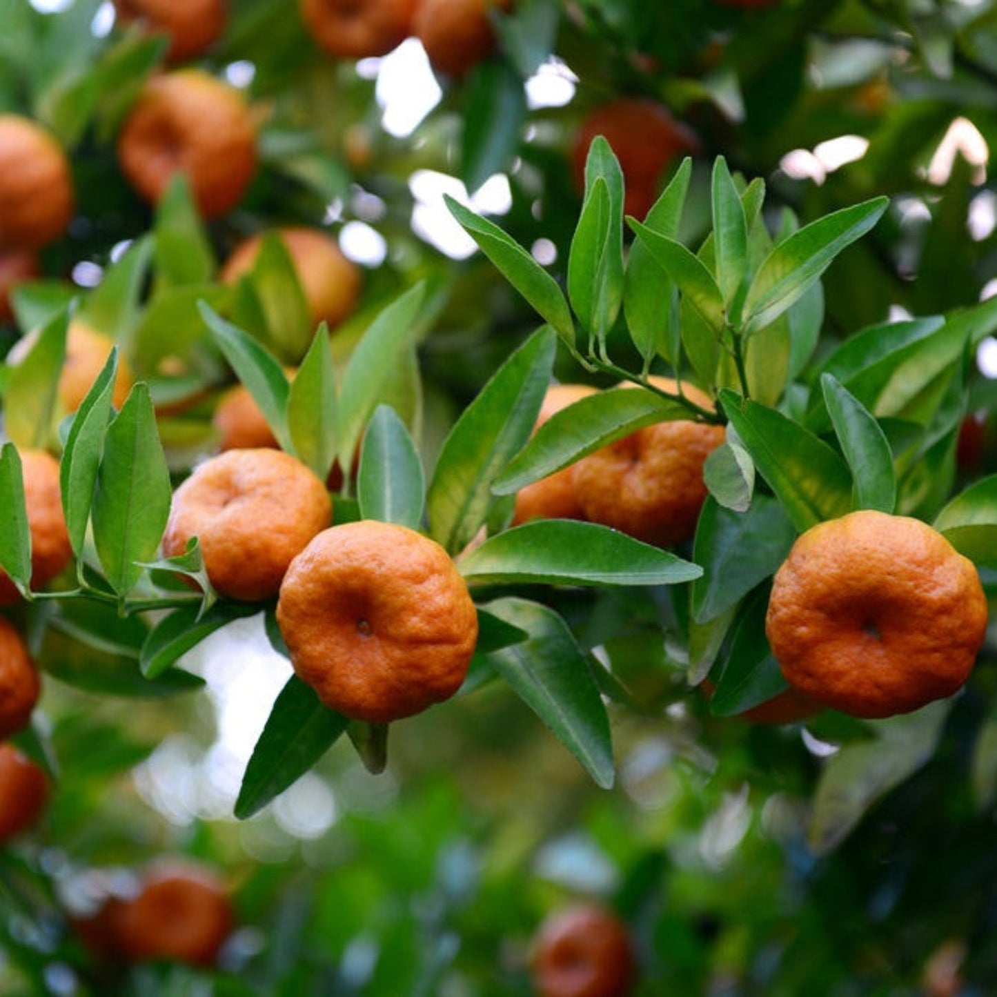 Gold Nugget Mandarin Tree