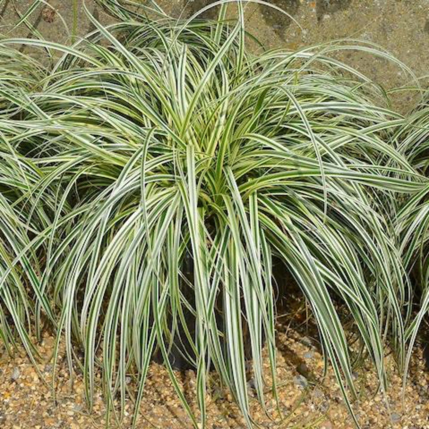 Carex Feather Falls Grass