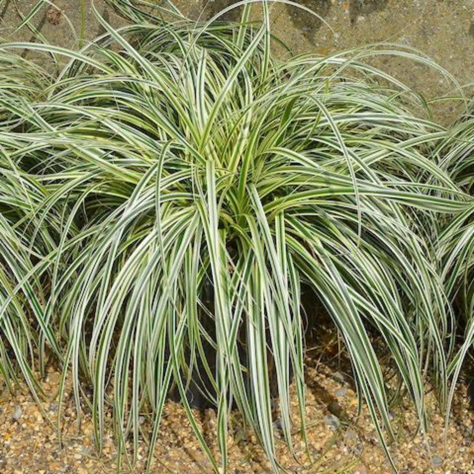 Carex Feather Falls Grass