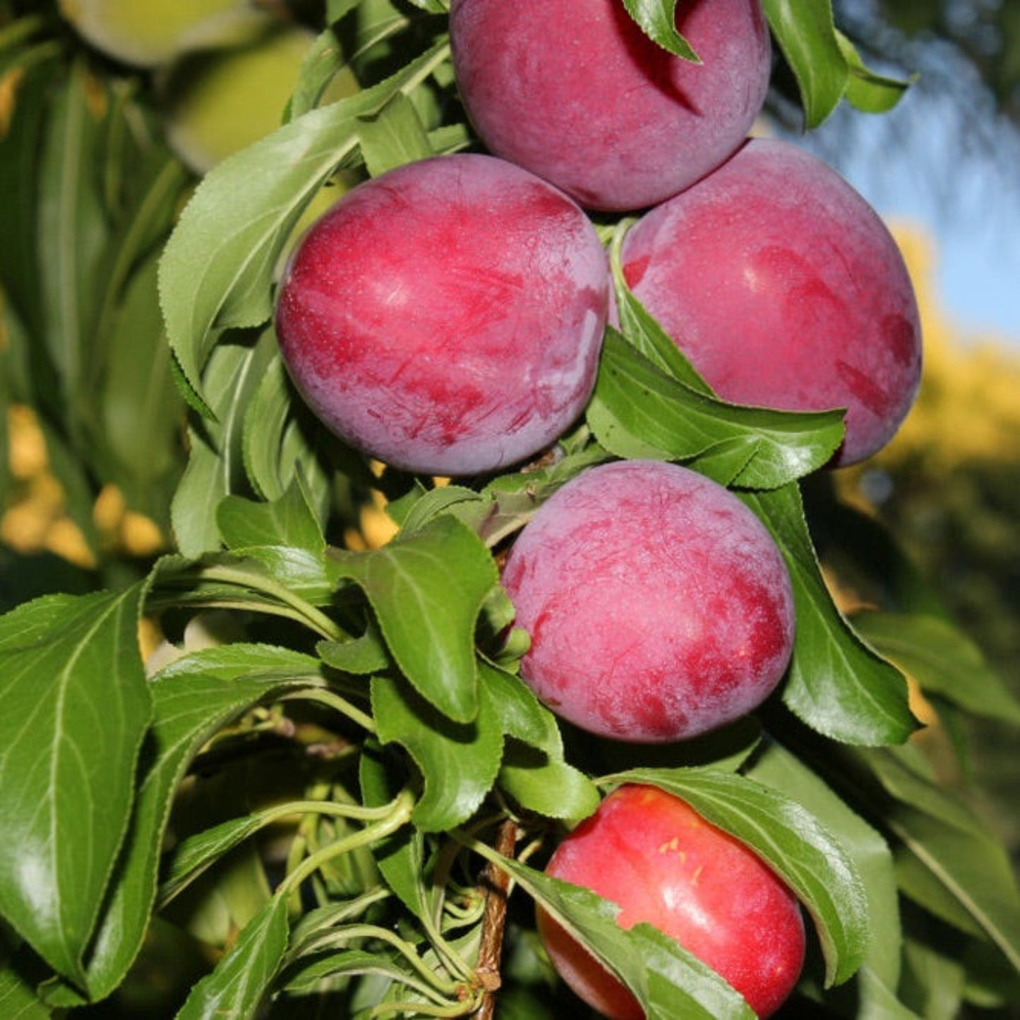 Santa Rosa Plum