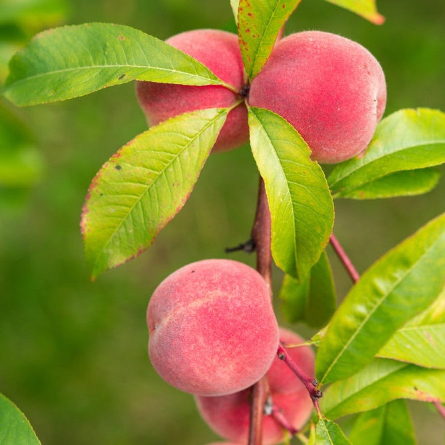 Fruit Snacks® Blushing Pearl™ Columnar Peach Tree