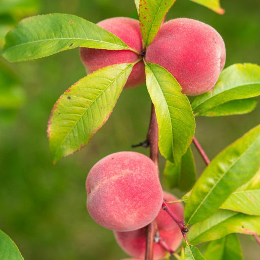 Fruit Snacks® Blushing Pearl™ Columnar Peach Tree