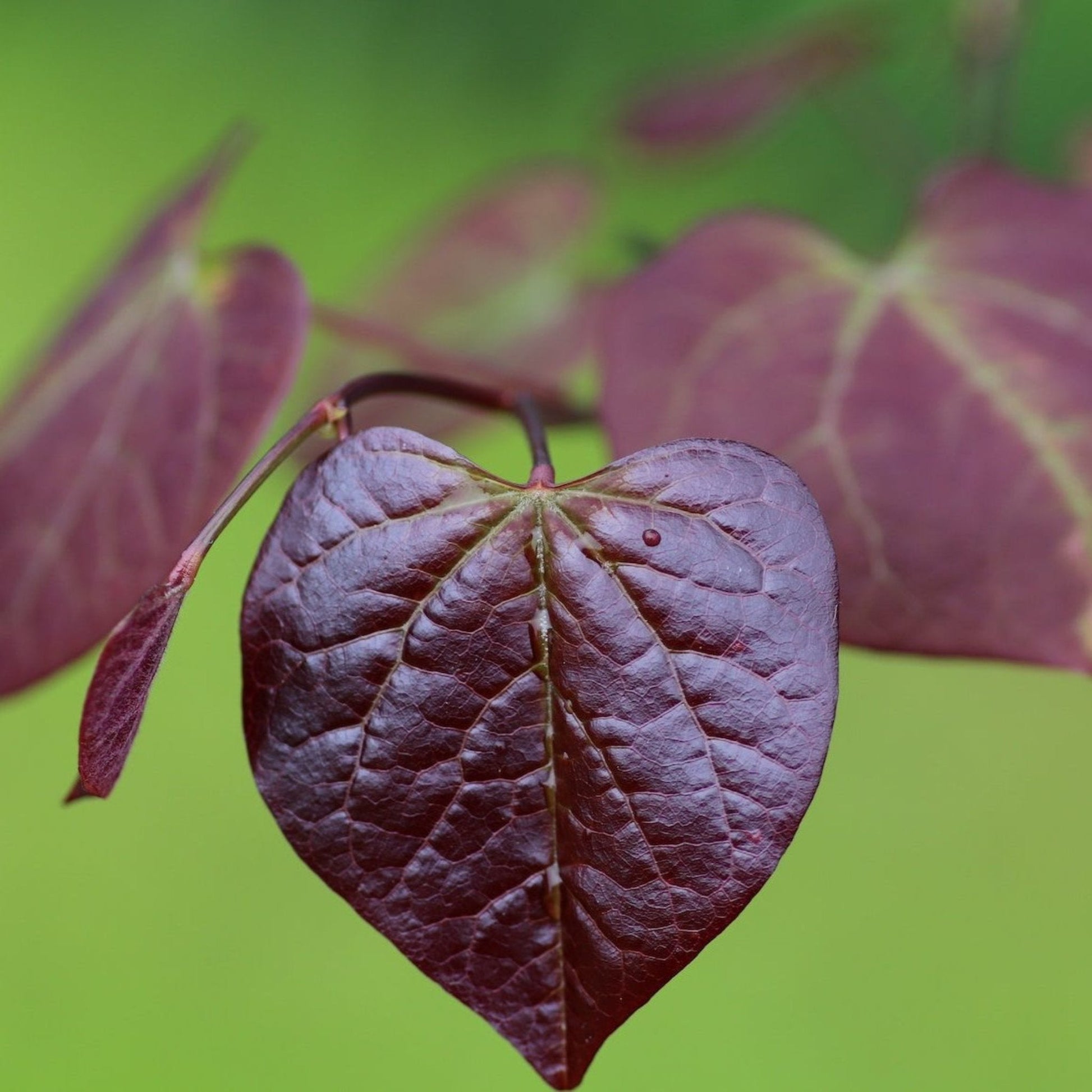 Ruby Falls Redbud Tree foliage