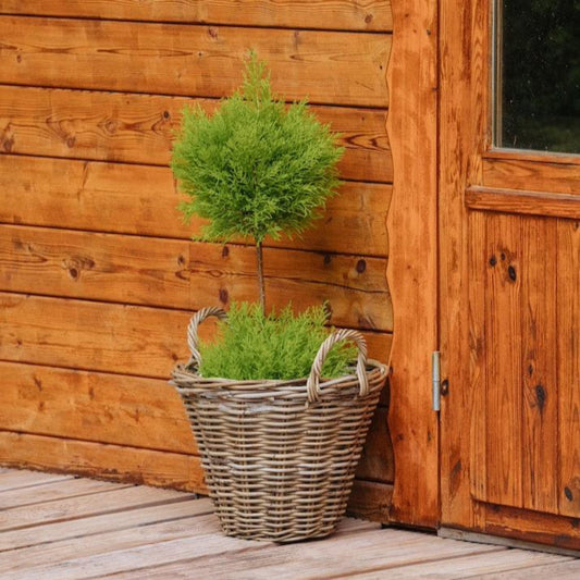 Lemon Cypress Topiary