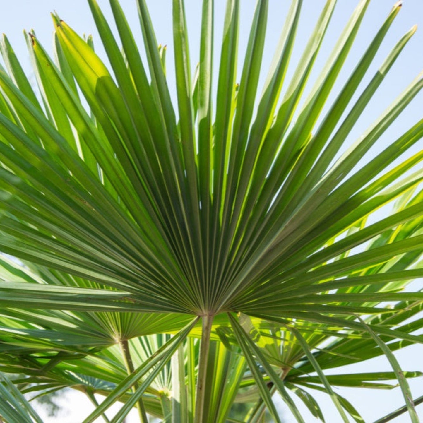 Dwarf Palmetto