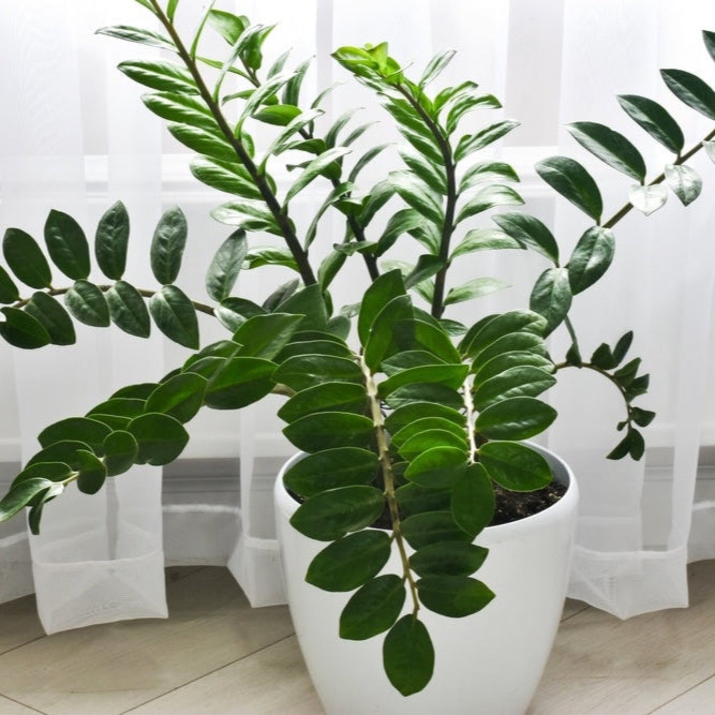 ZZ Plant