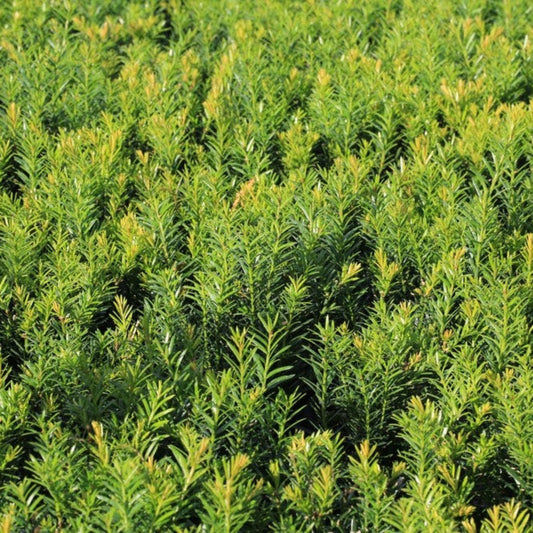 Dense Spreading Yew