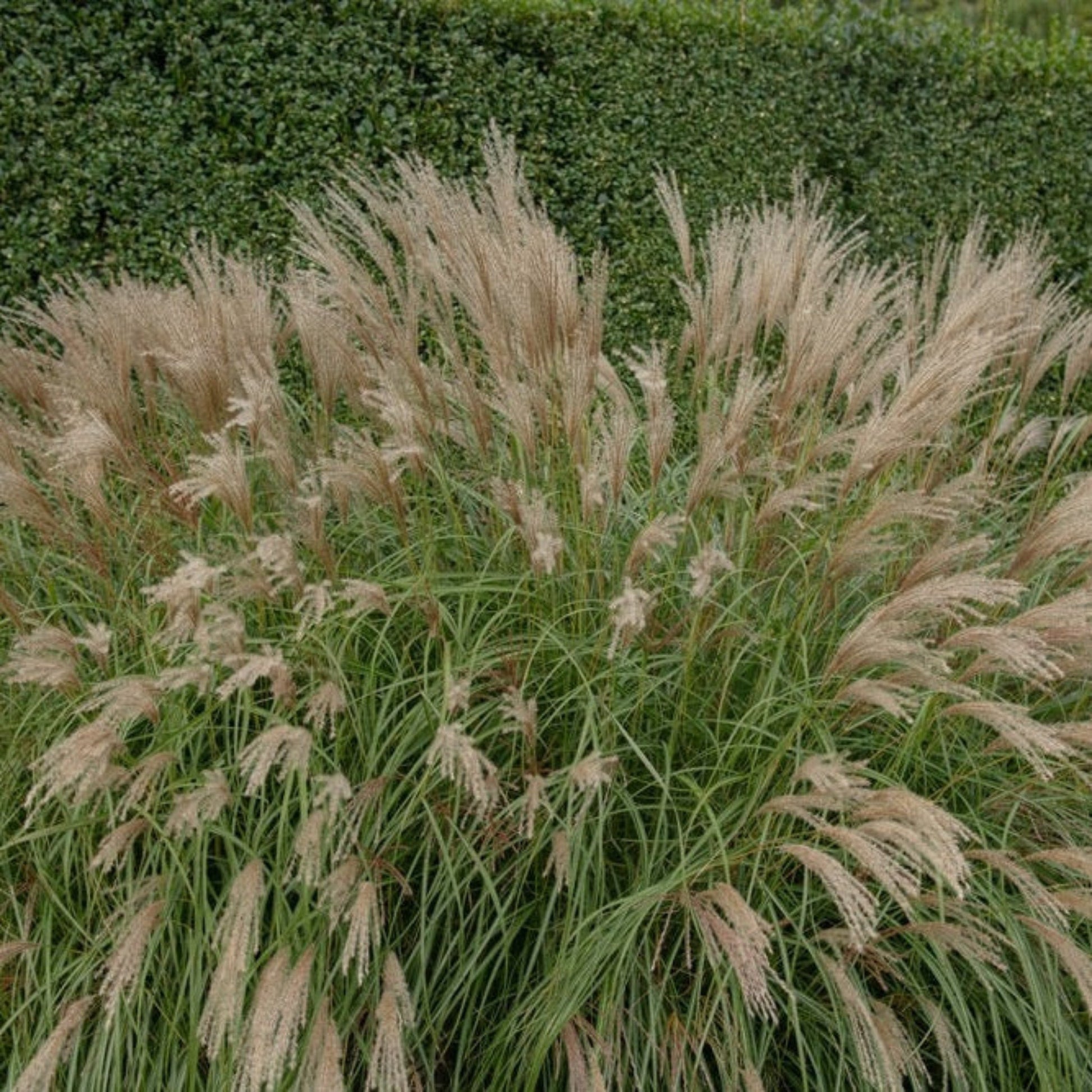Adagio Maiden Grass