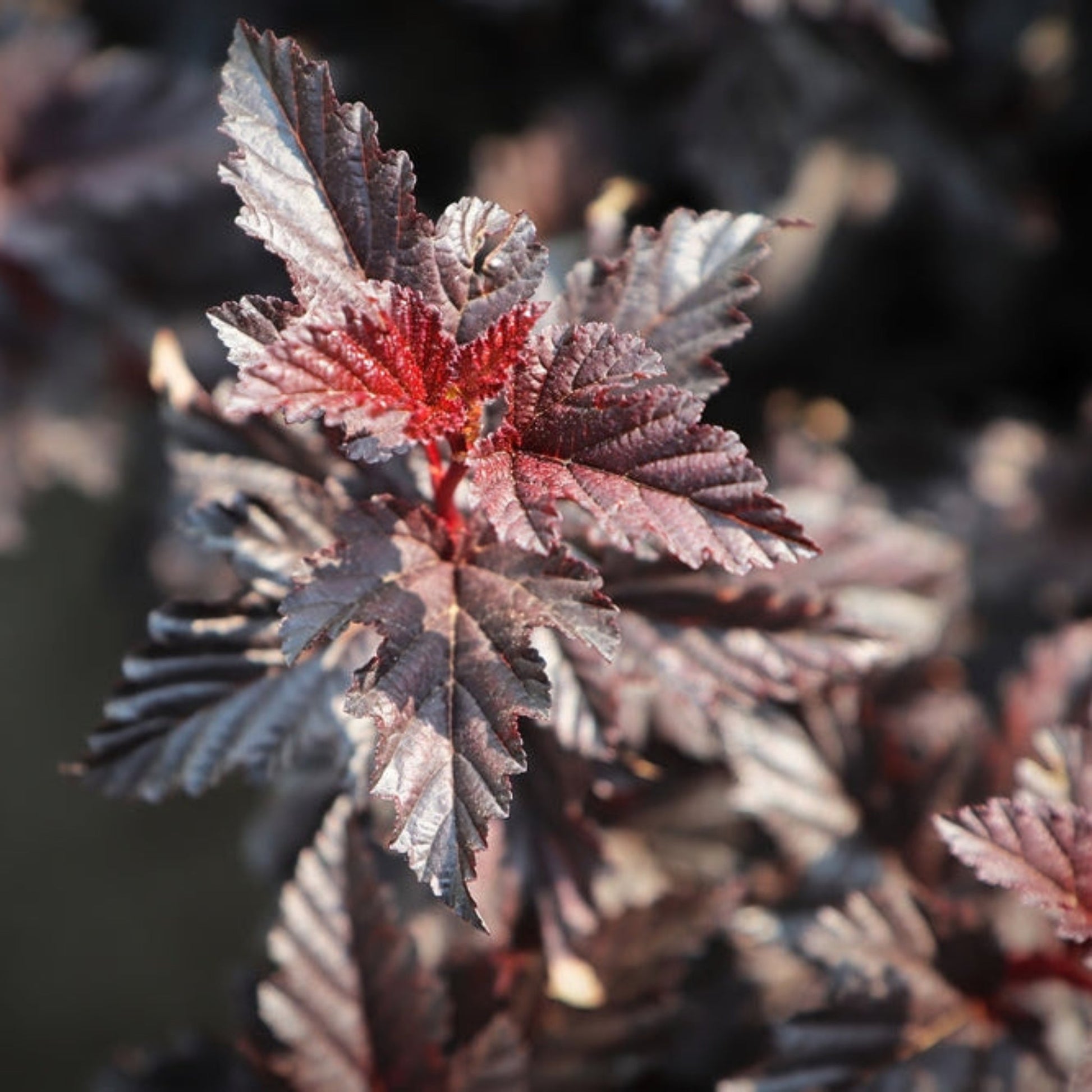 Summer Wine® Ninebark