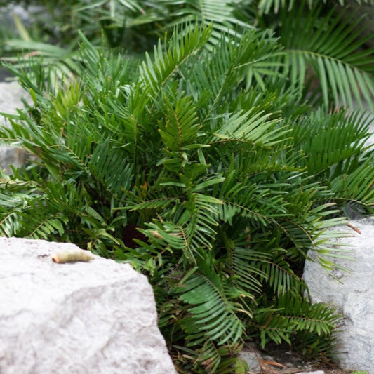 Coontie