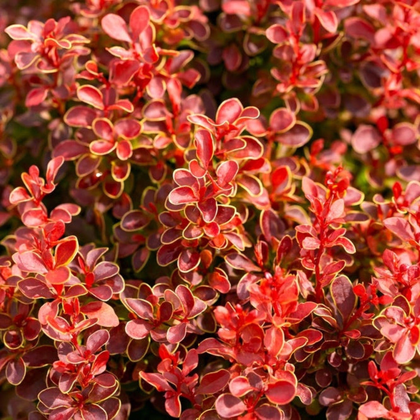 Orange Rocket Barberry