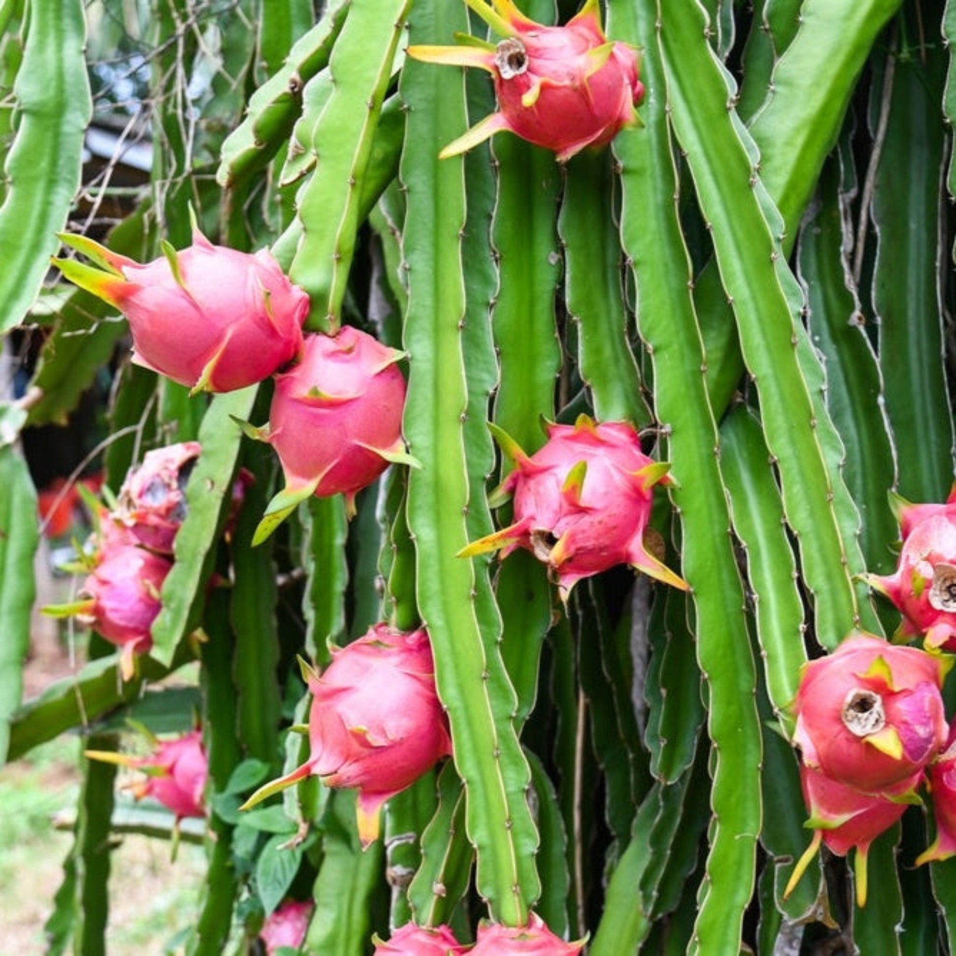 Dragon Fruit