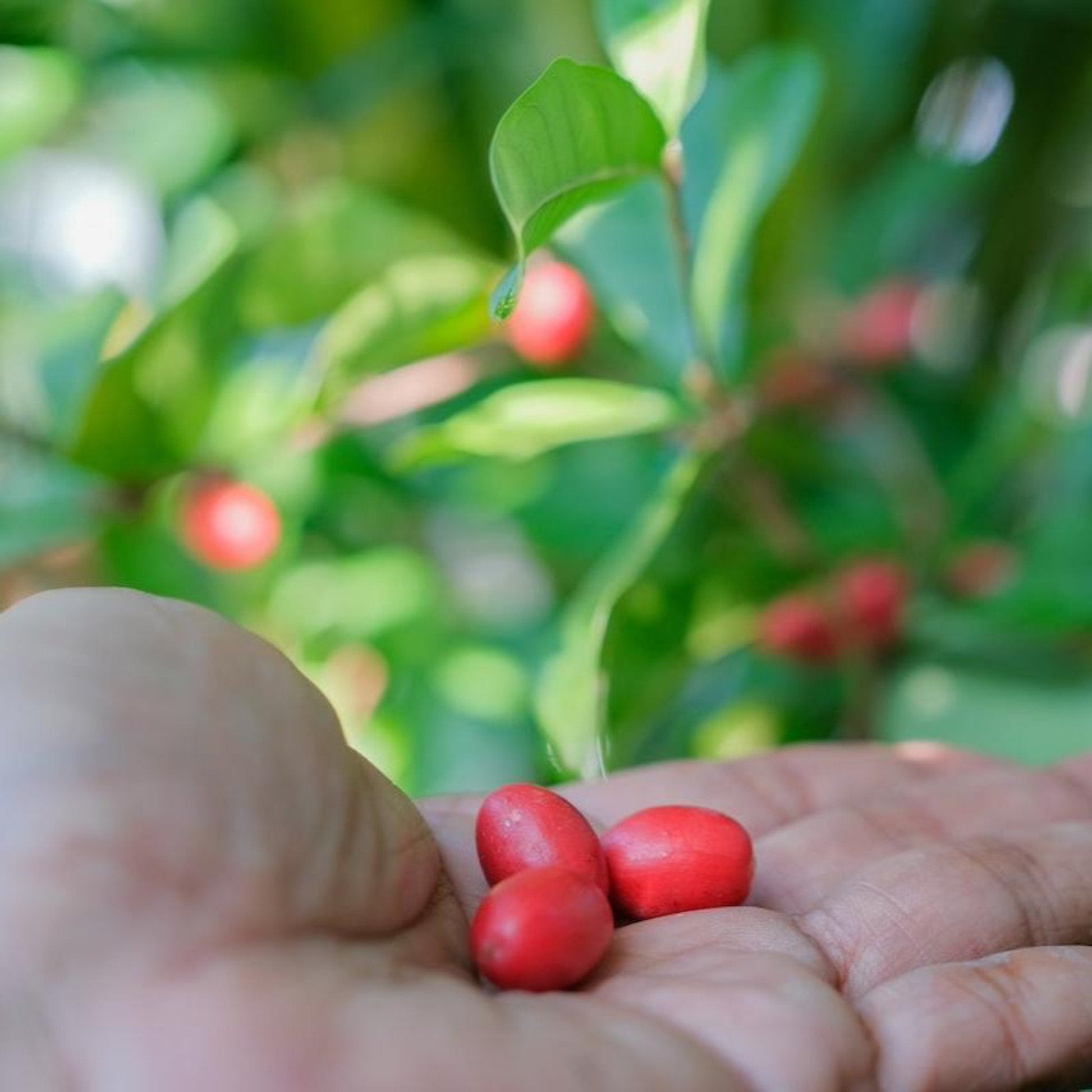 Miracle Fruit berries 
