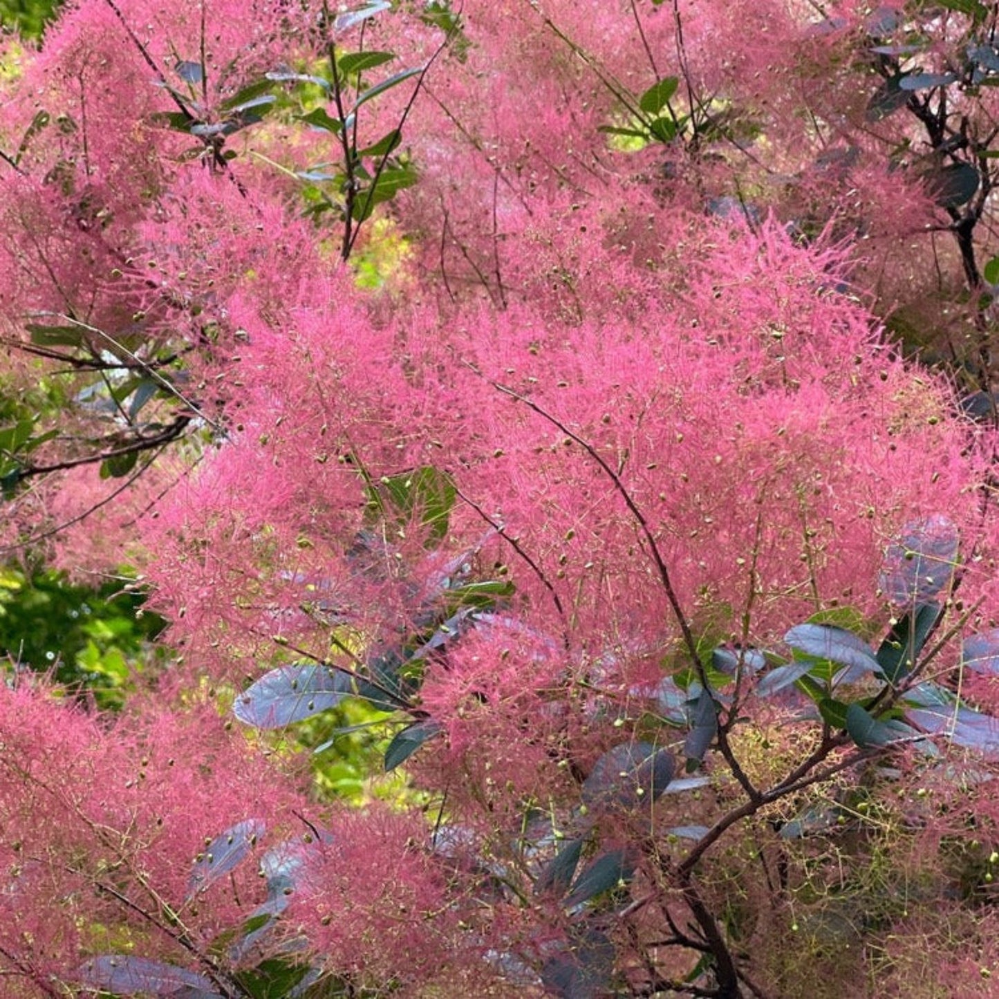 Royal Purple Smoke Bush