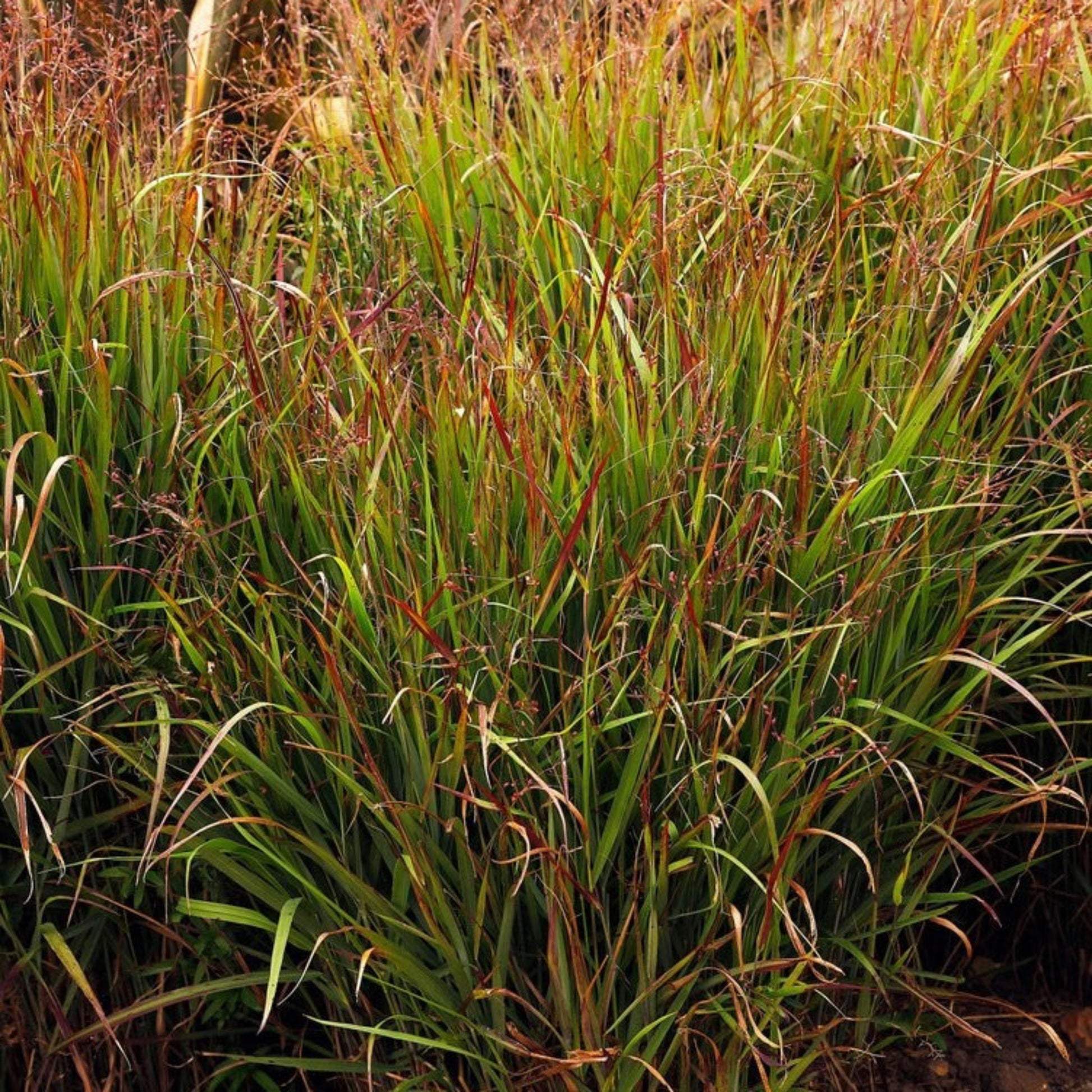 Shenandoah Switch Grass