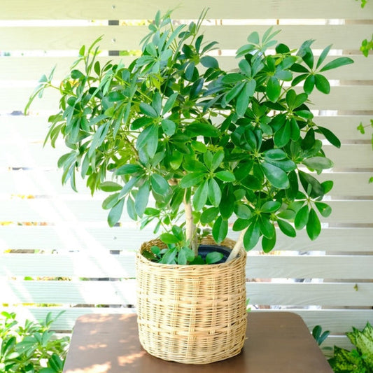 Schefflera