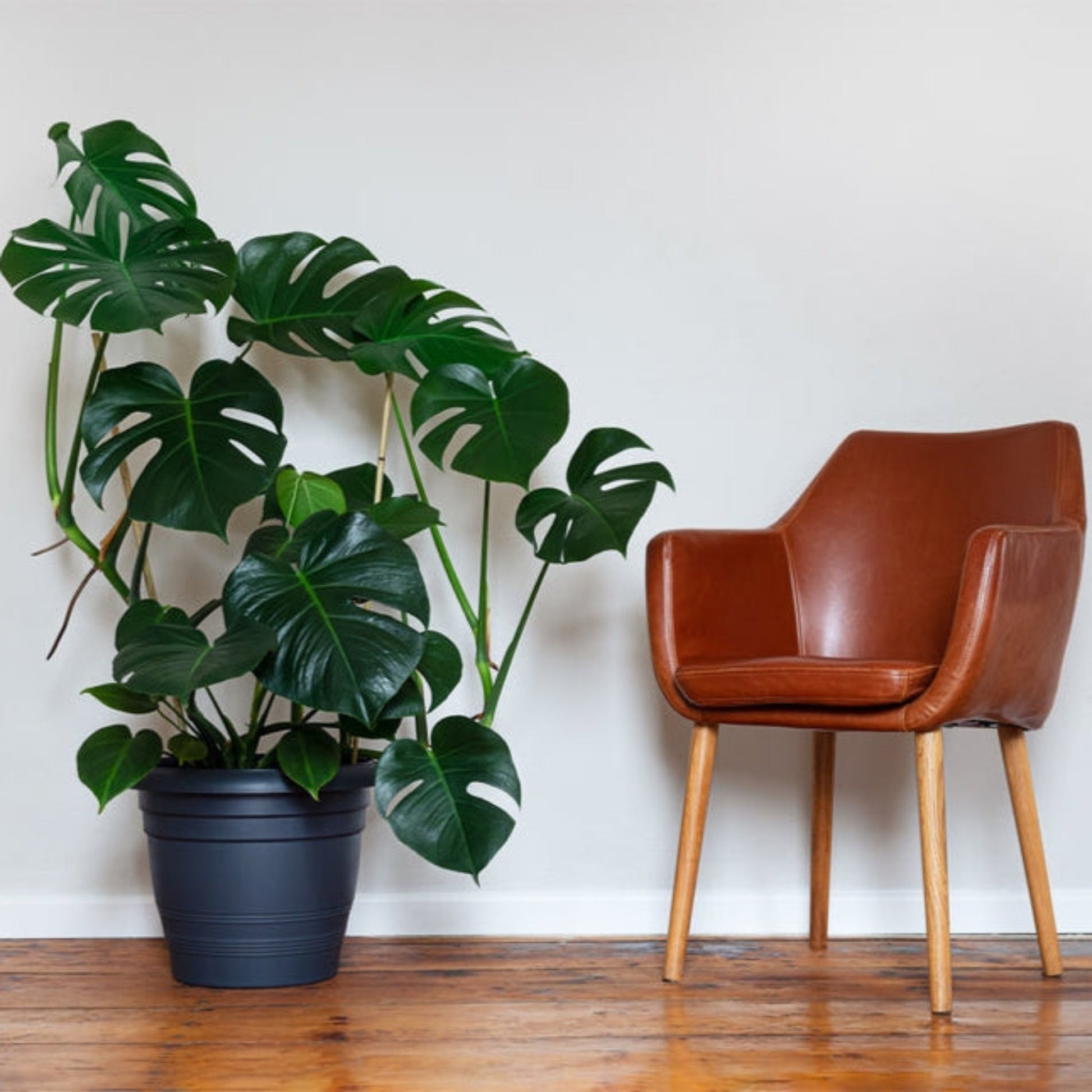 Monstera Deliciosa