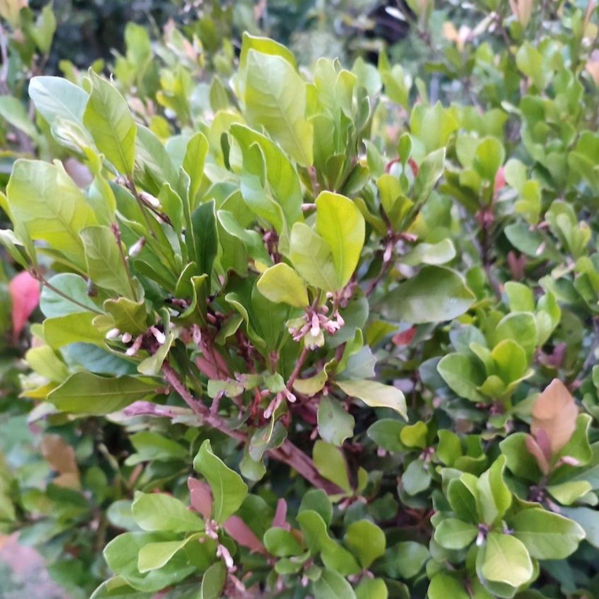 Miracle Fruit plant