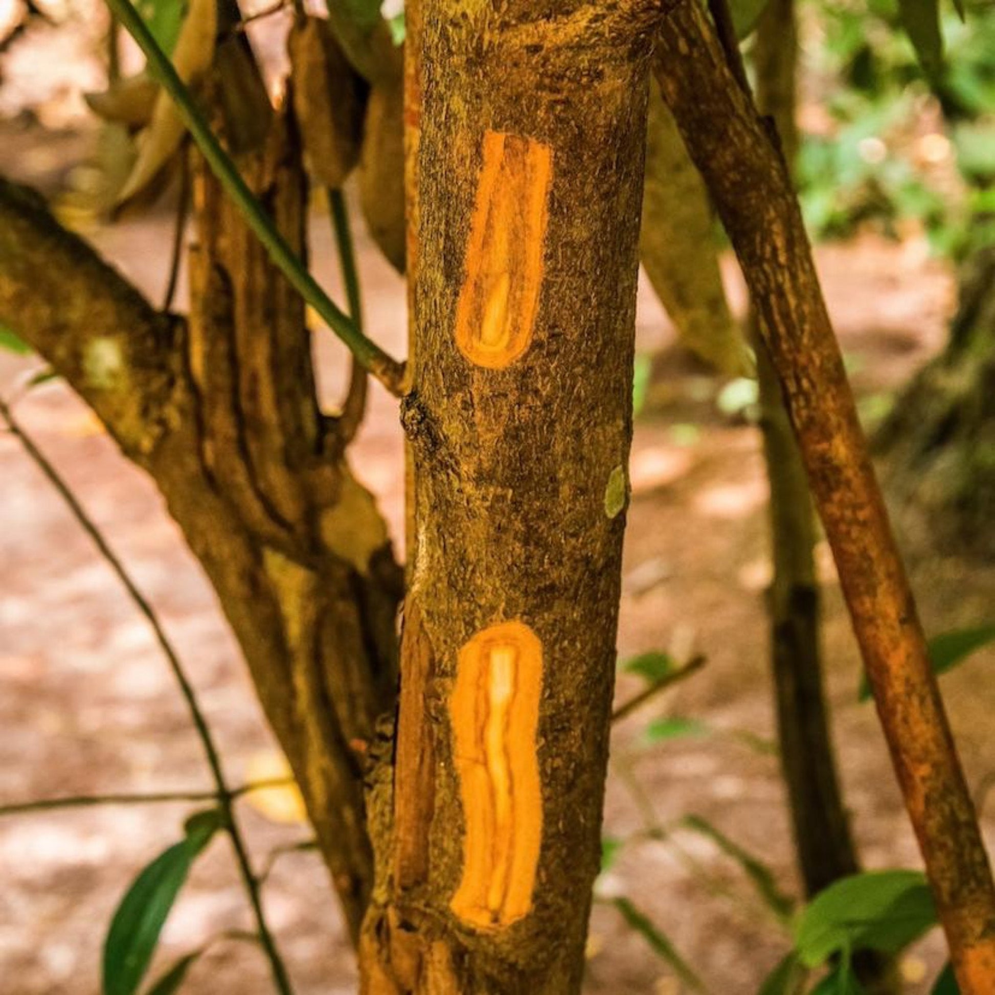 Cinnamon tree bark