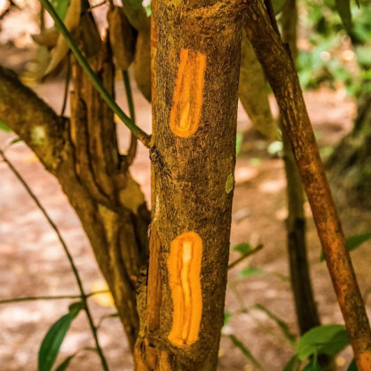 Cinnamon tree bark