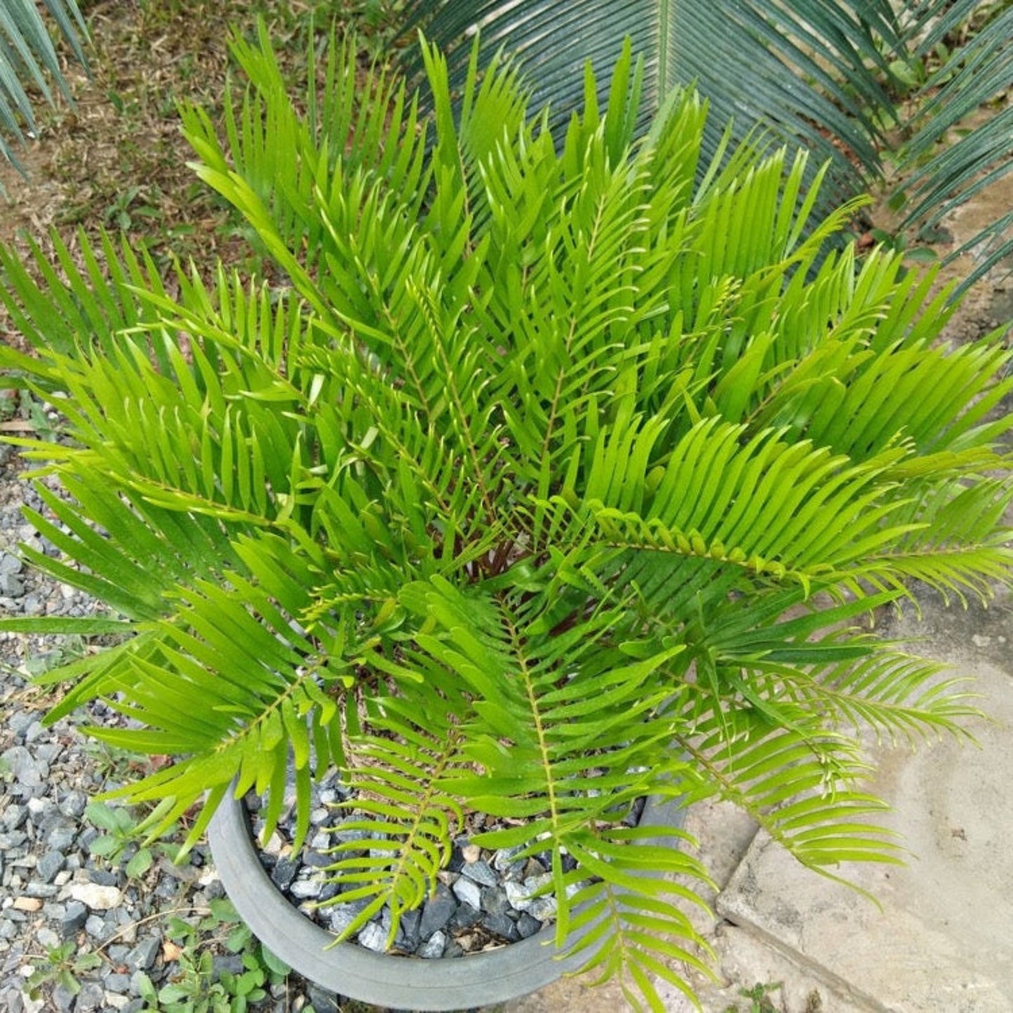 Coontie