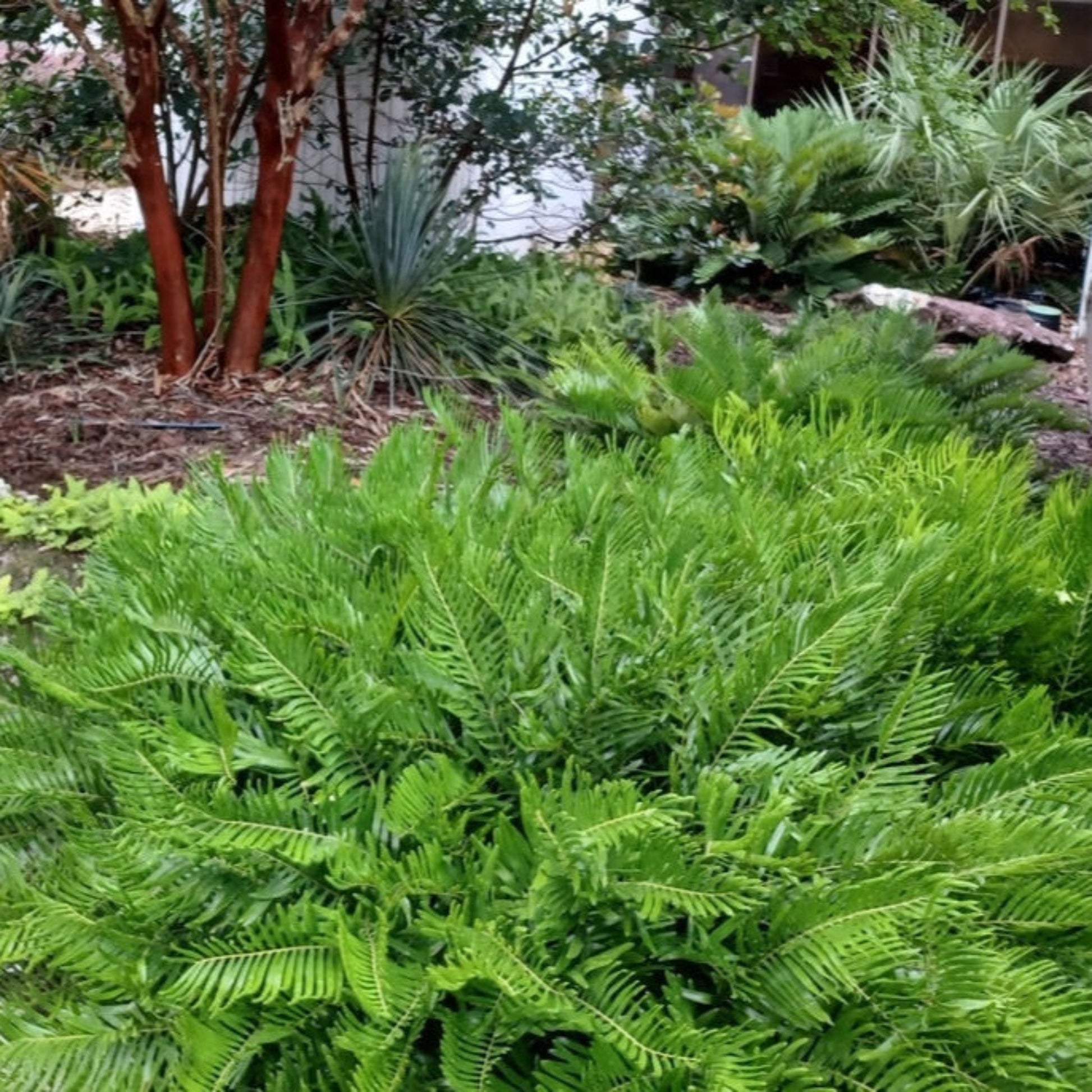 Coontie