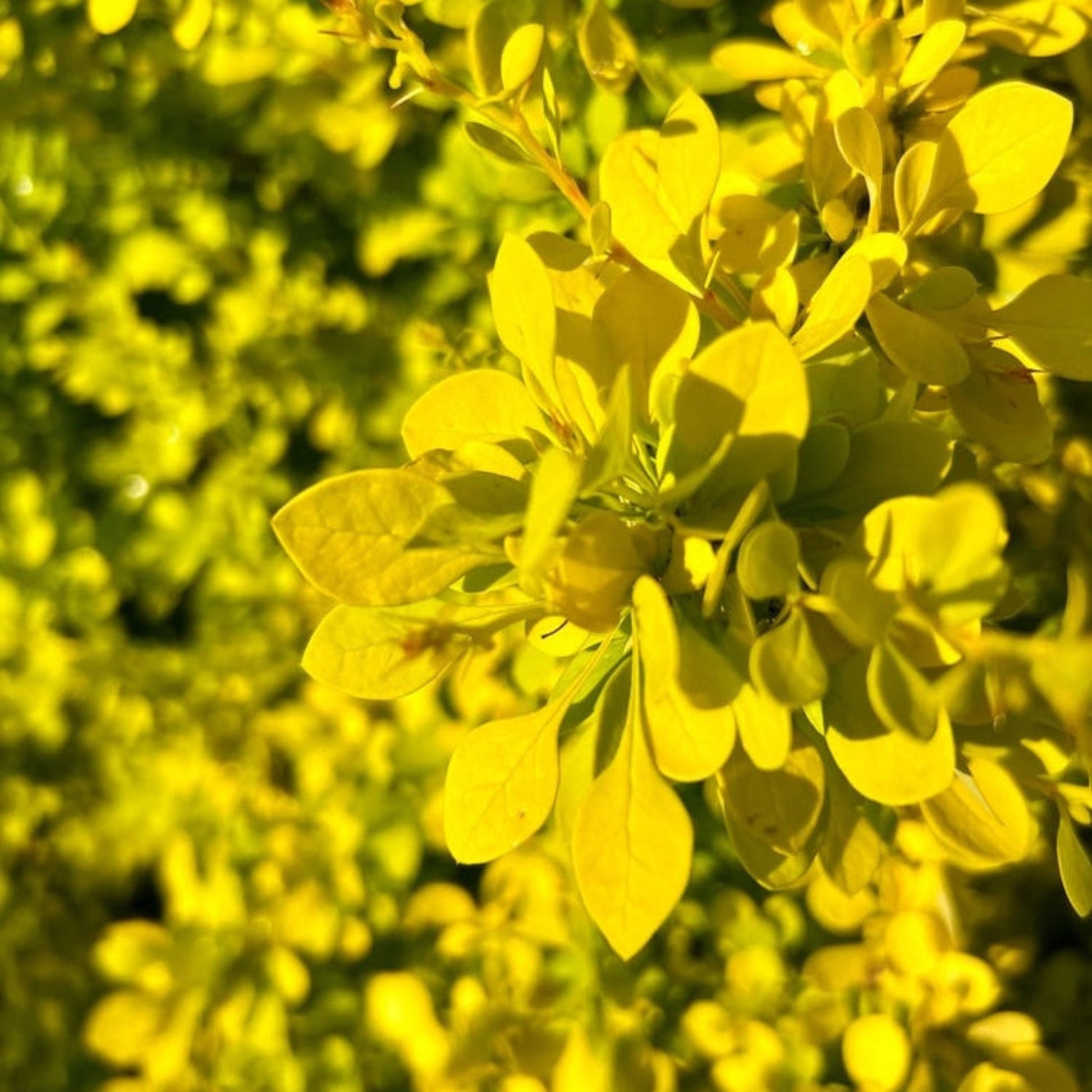 Golden Barberry