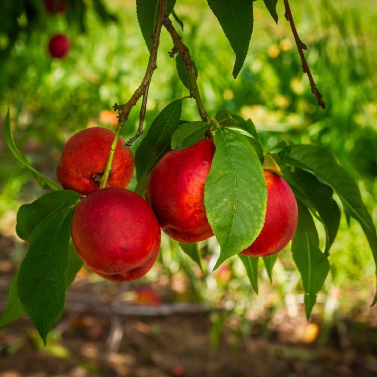 Flavortop Nectarine fruit