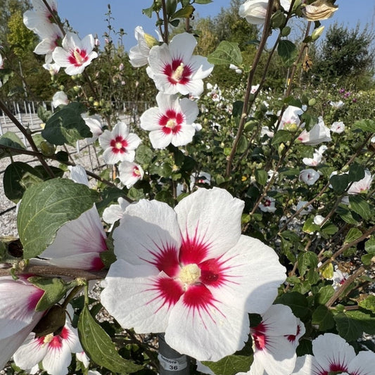 Starblast Chiffon™ Rose of Sharon