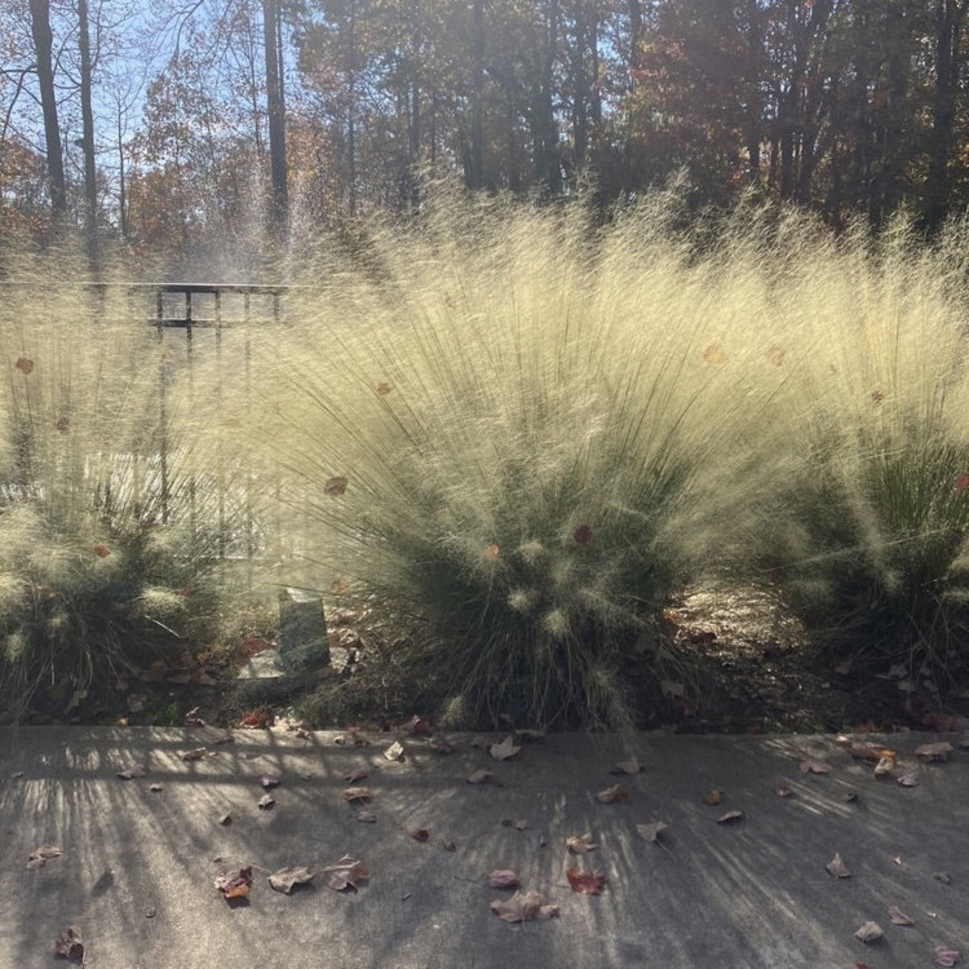 White Cloud Muhly Grass