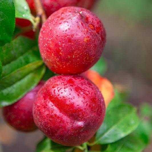 Flavortop Nectarine fruit