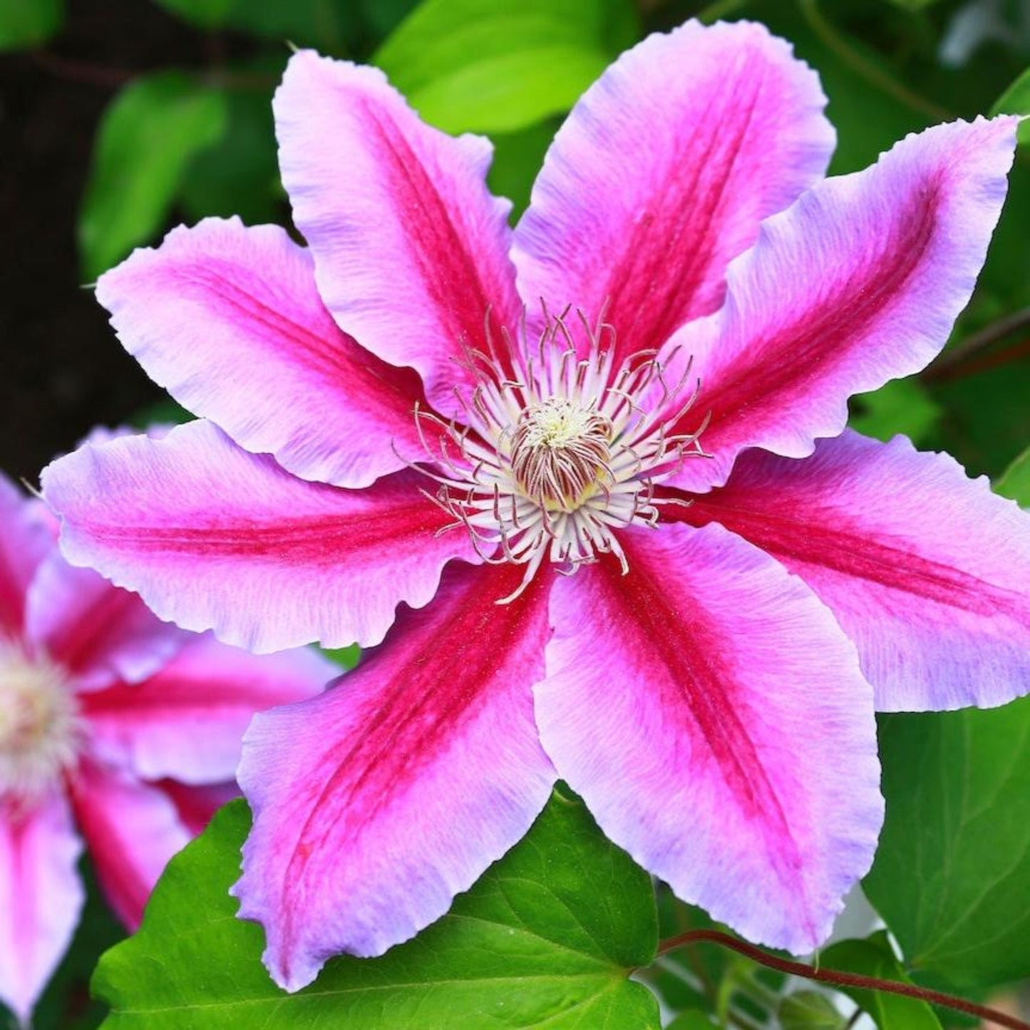 Dr. Ruppel Clematis blooms
