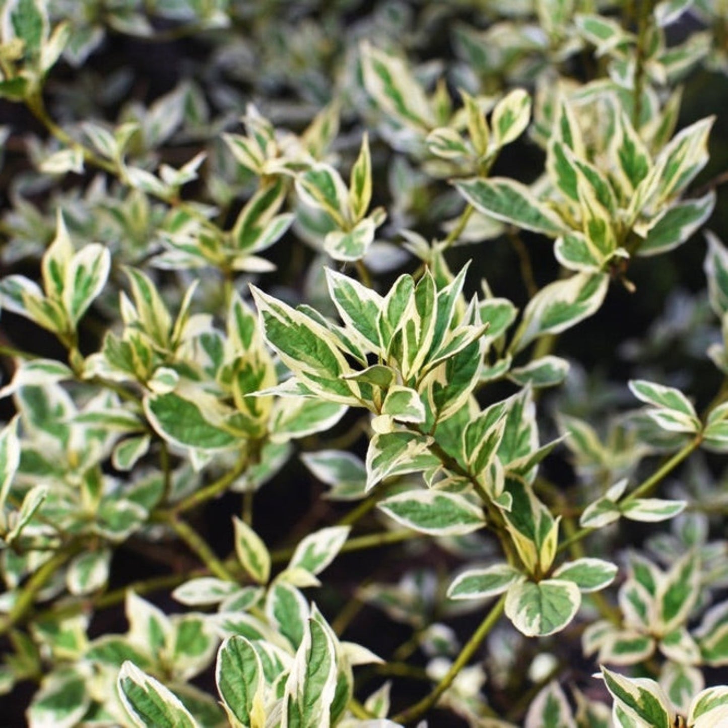 Ivory Halo® Dogwood