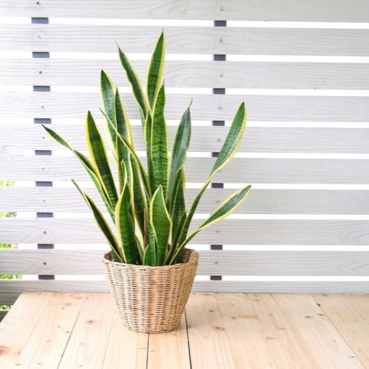 Laurentii Snake Plant