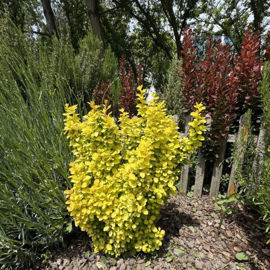 Golden Barberry