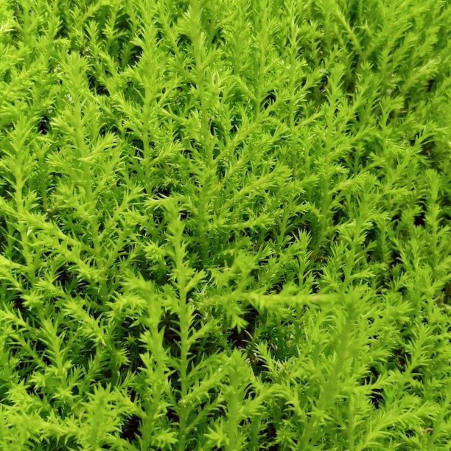 Lemon Cypress Topiary