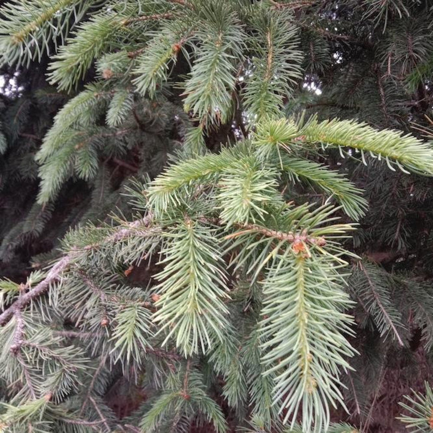 Bush's Lace Engelmann Spruce