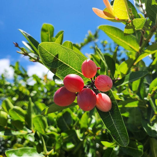 Miracle Fruit berries