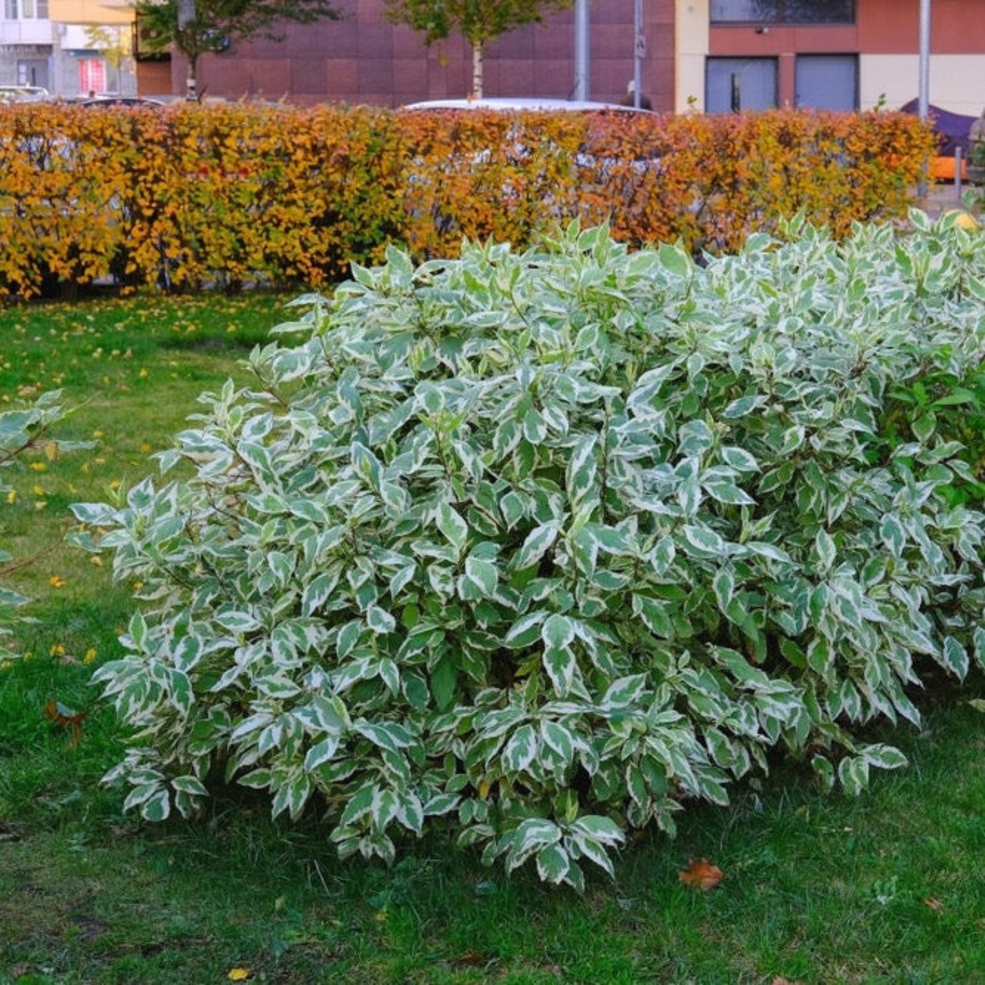 Ivory Halo® Dogwood