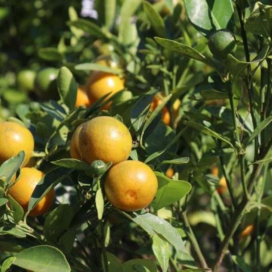 Westin Orange Tree