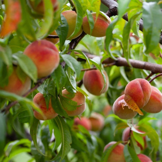 Peach Fruit Snacks® Sweet Sensation™
