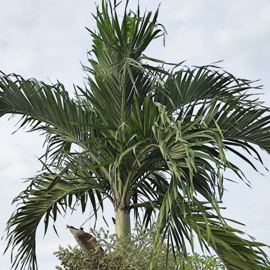 Christmas Palm Tree