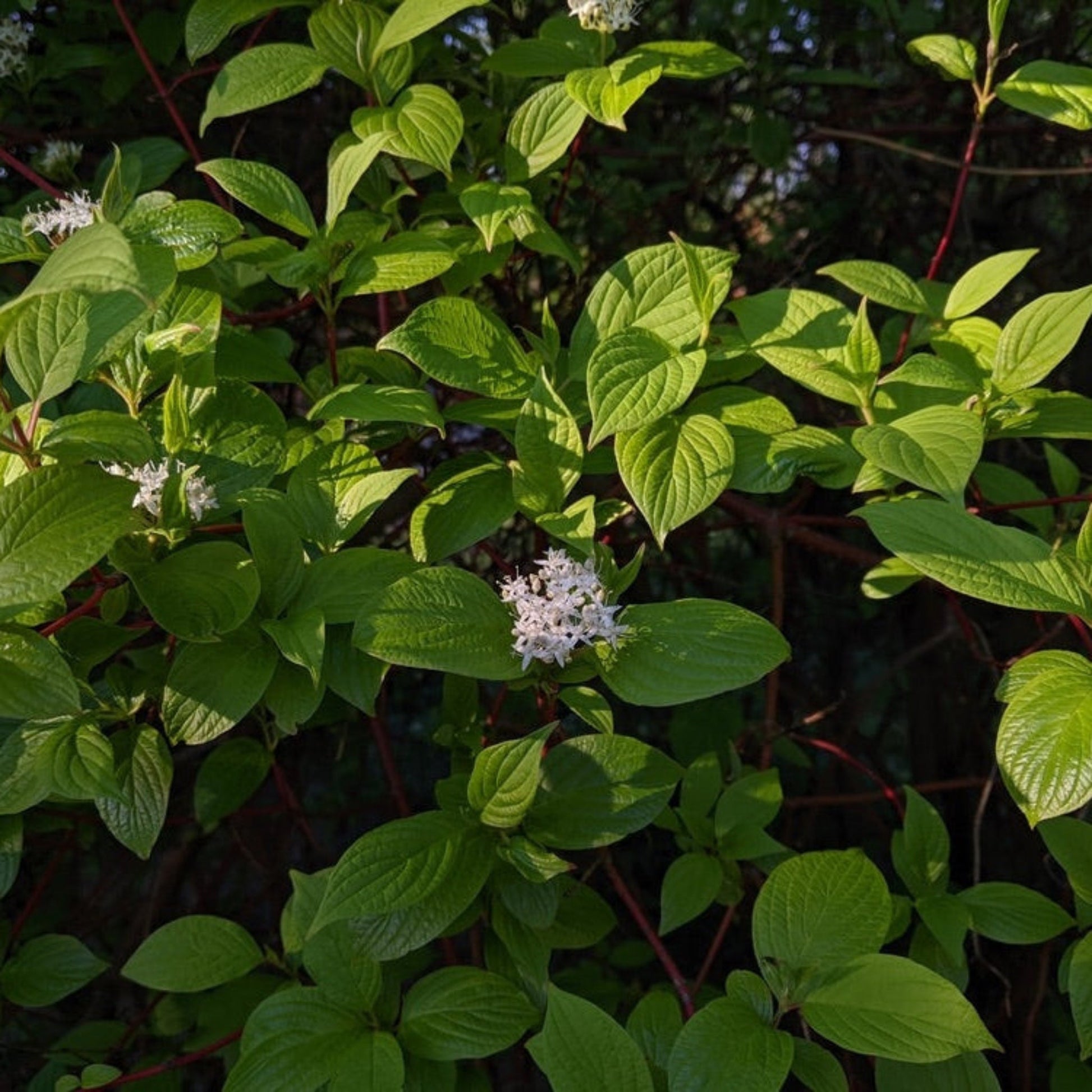 Arctic Fire® Red Twig Dogwood