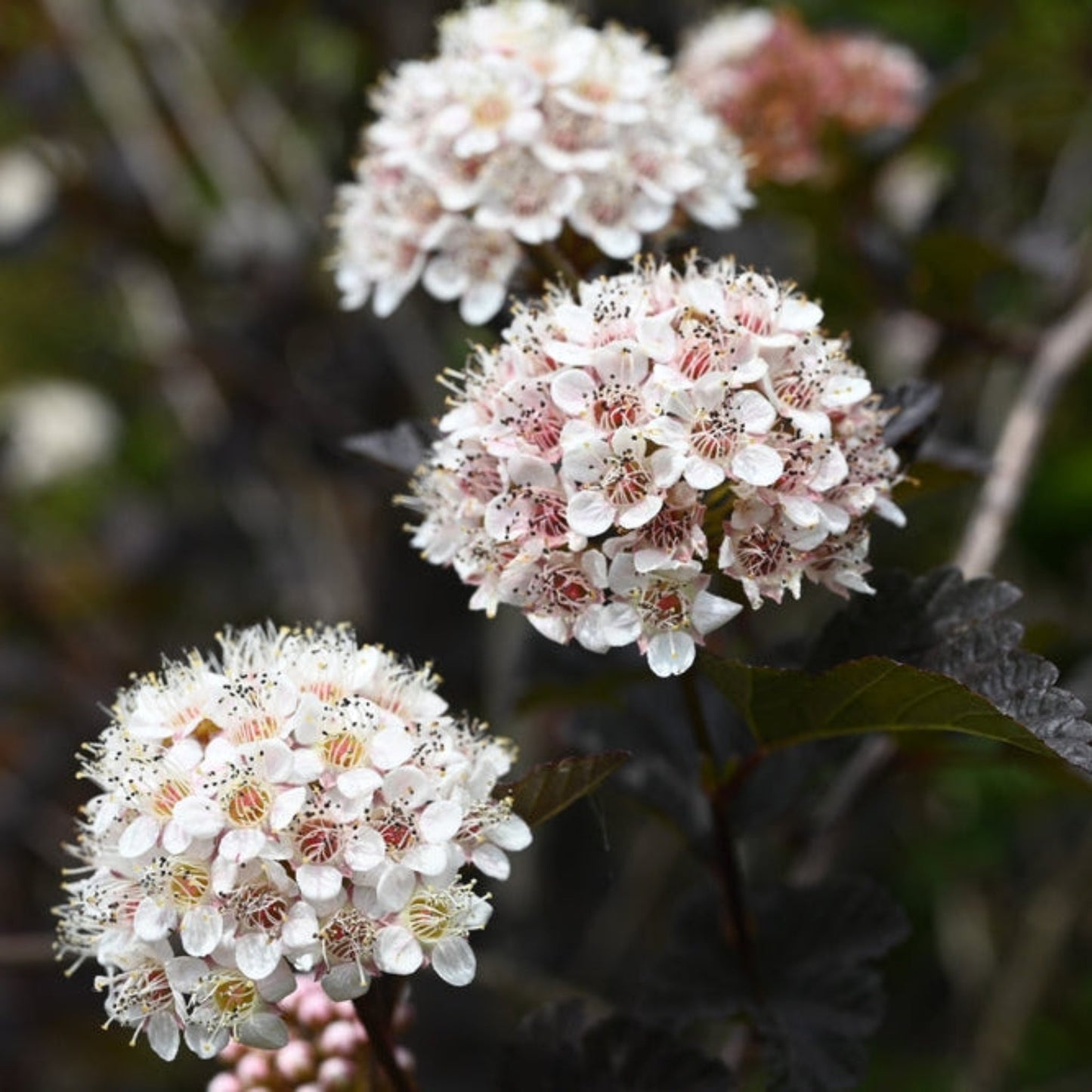 Summer Wine® Ninebark